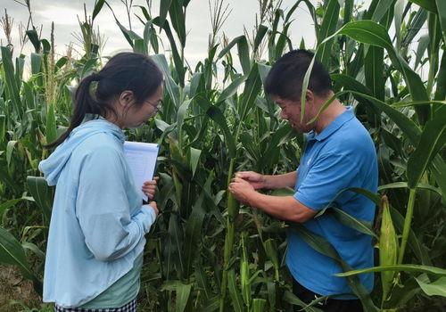 农业植保爆料短视频素材,作物病虫害防治技巧大公开  第3张